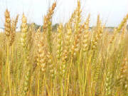 wheat2.jpg